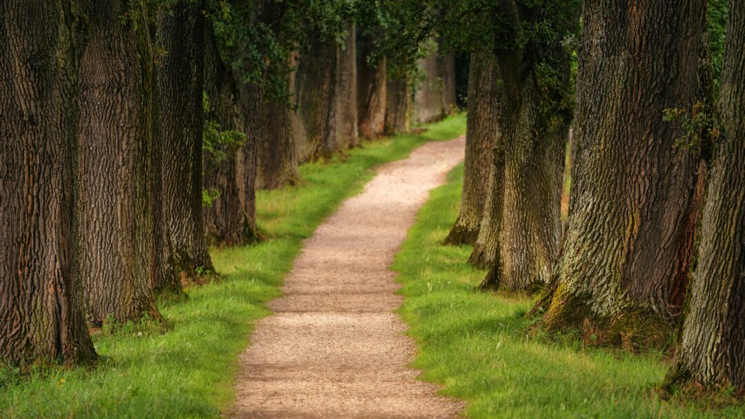 Pathway P1Iz3Und6Po